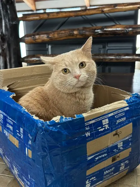 cat lost Mono BONYA cat lost Mono BONYA